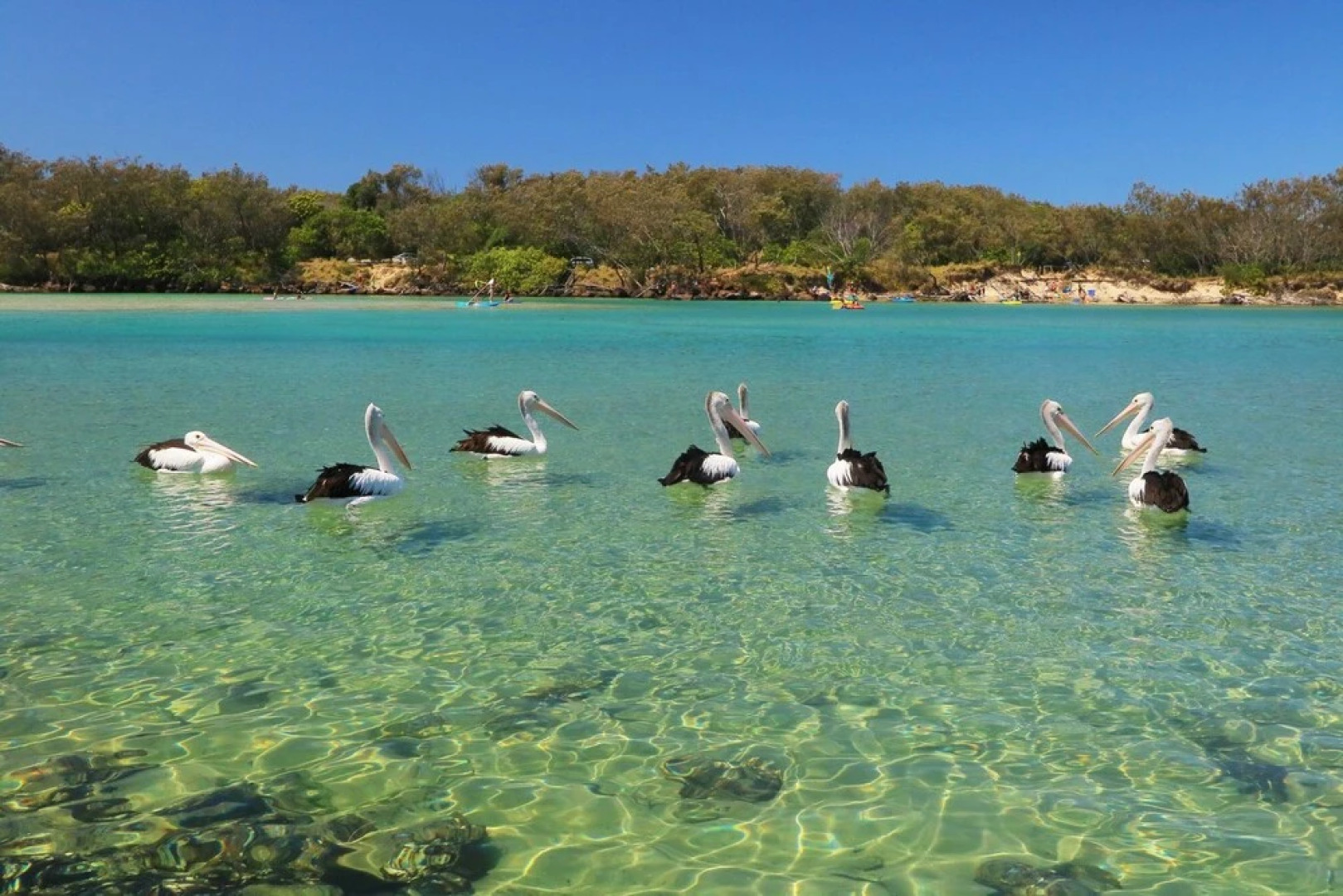 Pacific Royale Penthouse 311