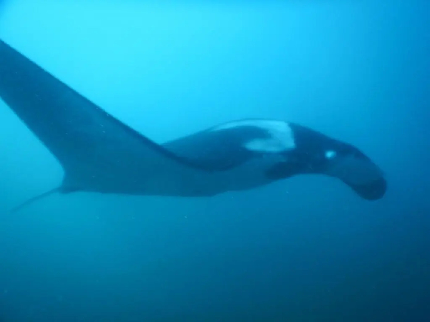 Seahorse Resort and Dive Center