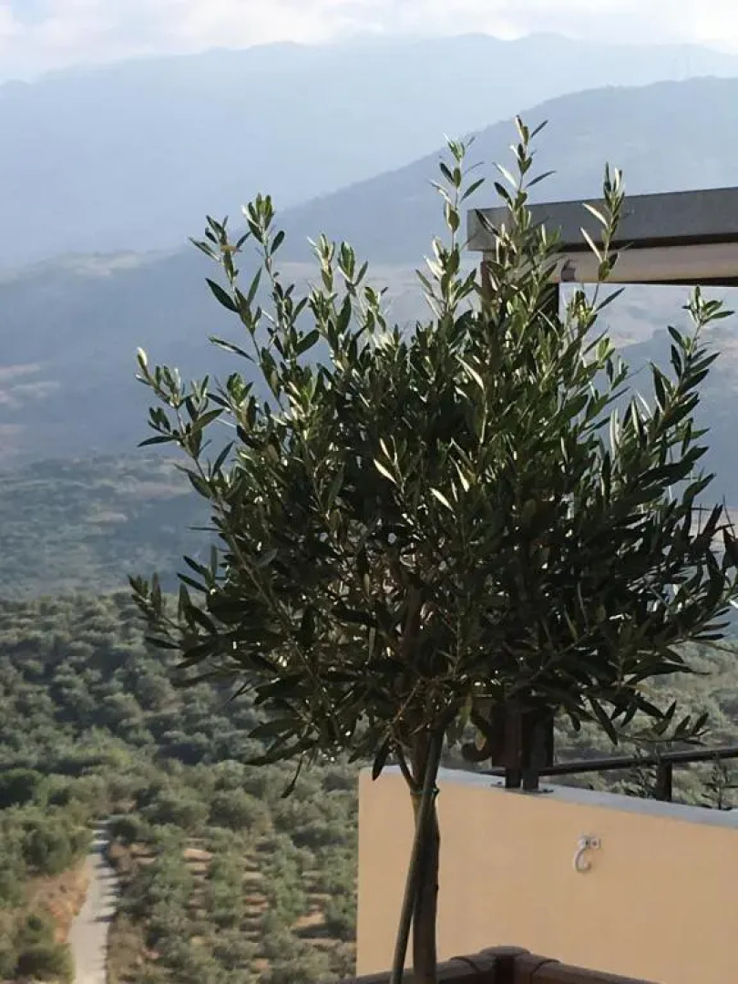 Marjoram - Morfi Village