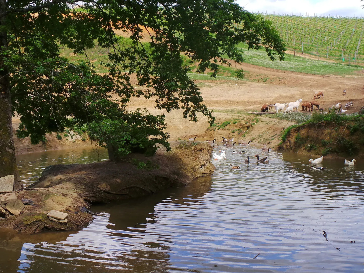 Stone House in a Vineyard, With Swimming Pool, Near Bordeaux