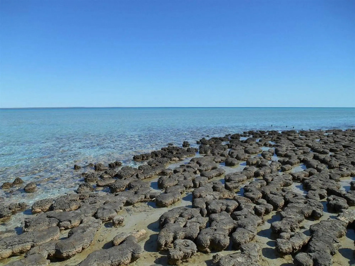 Hamelin Pool Caravan Park