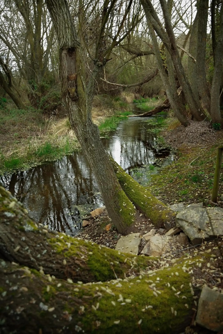Señorío de Los Bazán