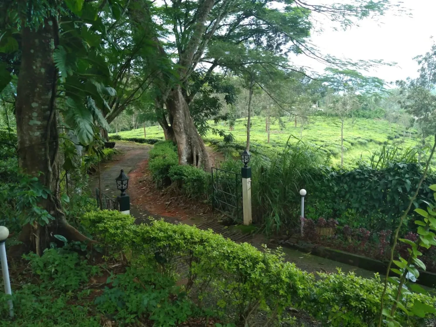Standard Double Room-wayanad