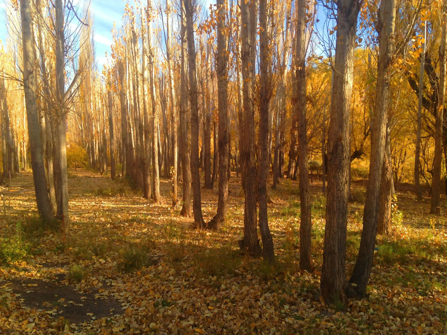 Cabañas de los Andes