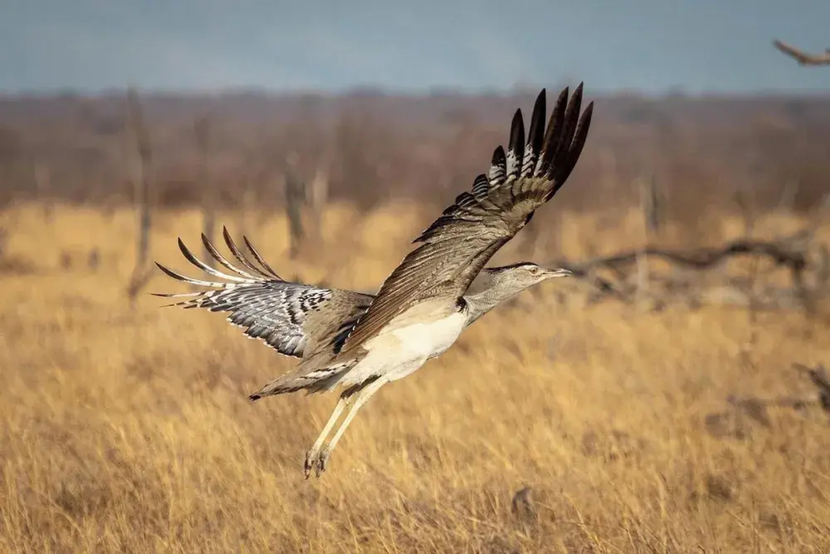 Tuningi Safari Lodge