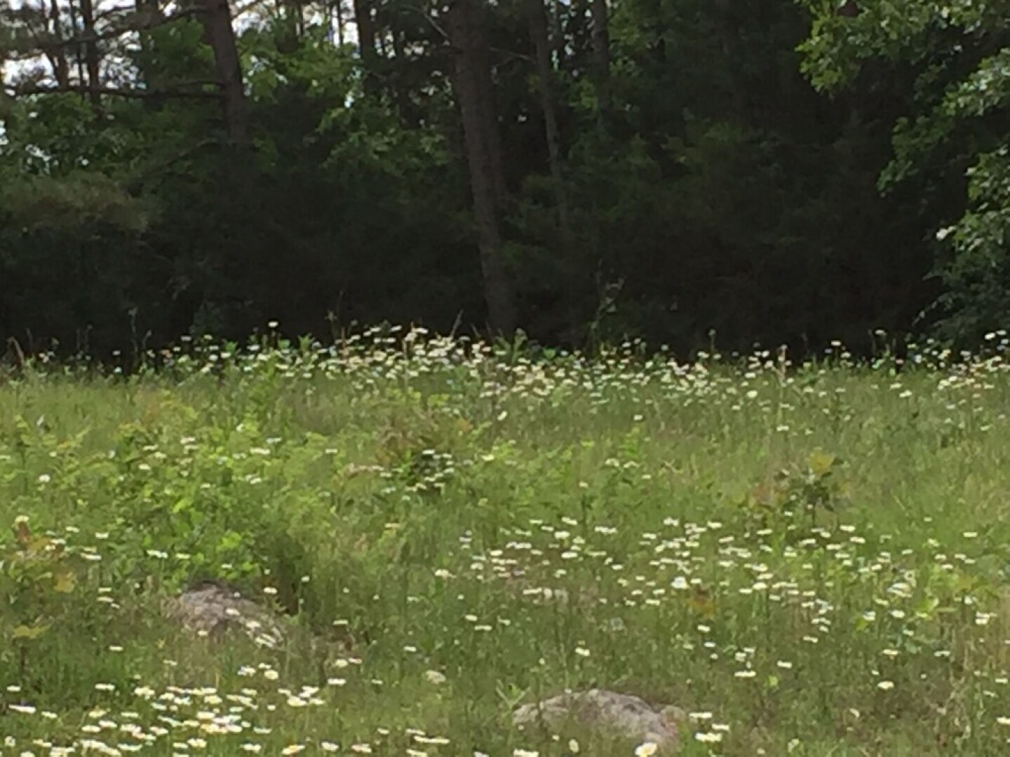 Cherokee mountain log cabin resort