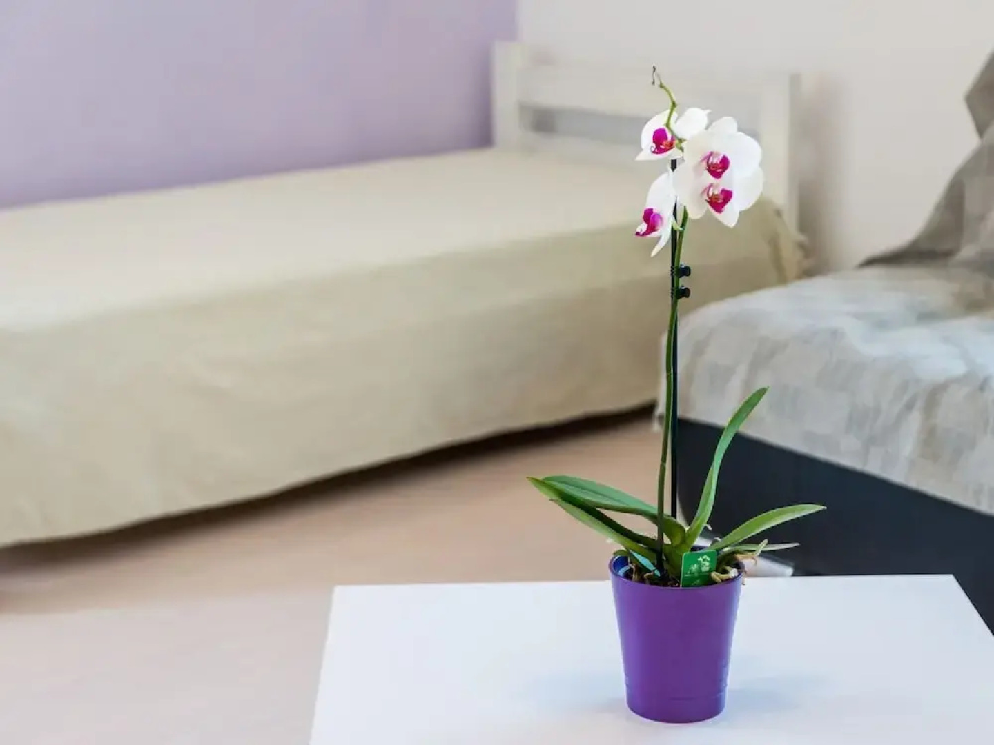 Apartments Kola's Mill - Comfort One Bedroom Apartment With Terrace and Sea View