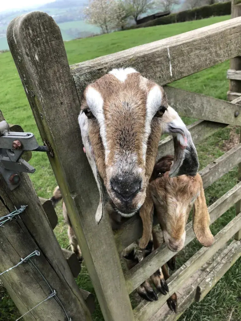 The Peacock Shepherds Hut at Hafoty Boeth