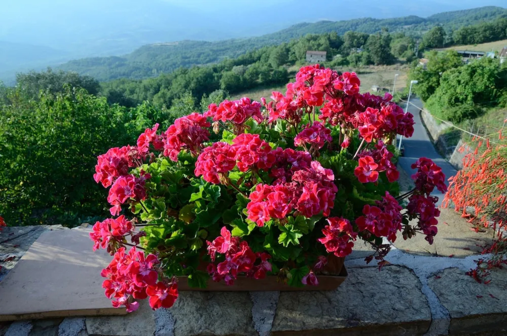 La Zizzania e il Mandarino