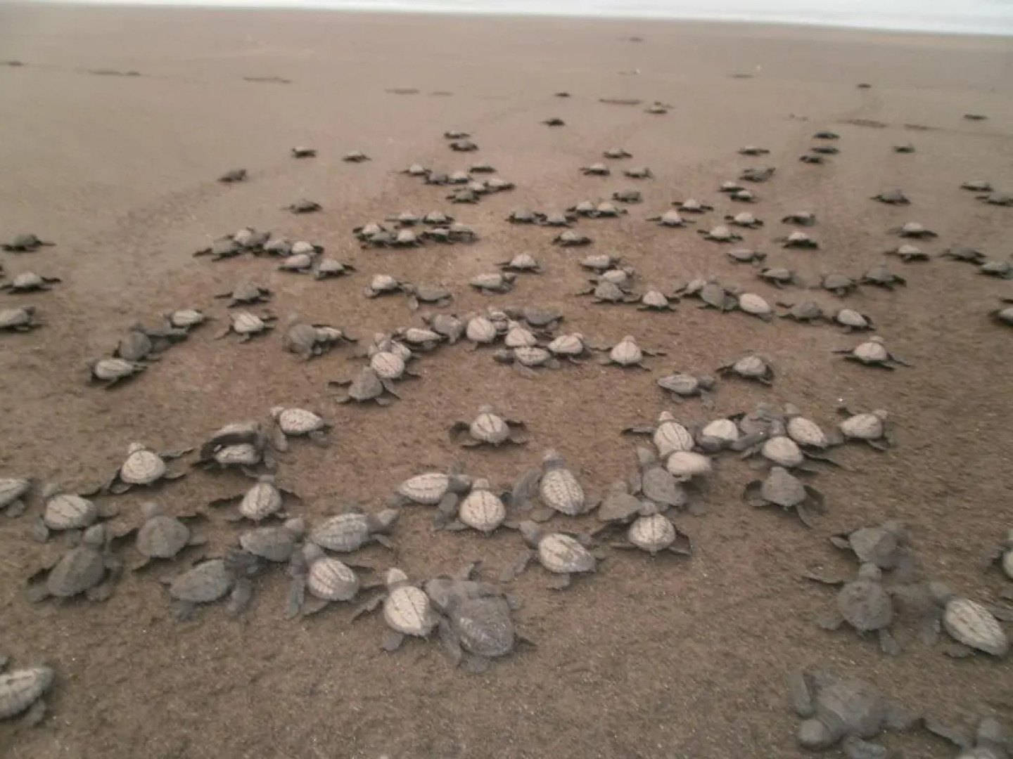 Cabaña El Bien Germina Ya