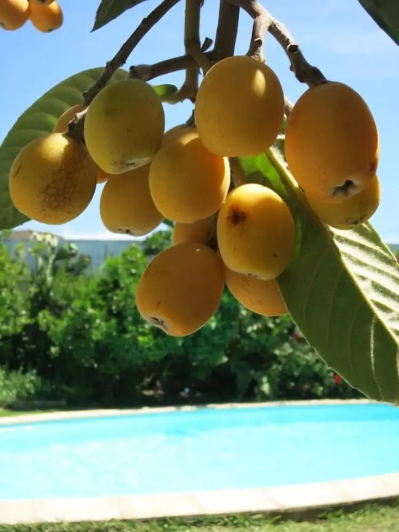 Dar El Yasmine Tunis