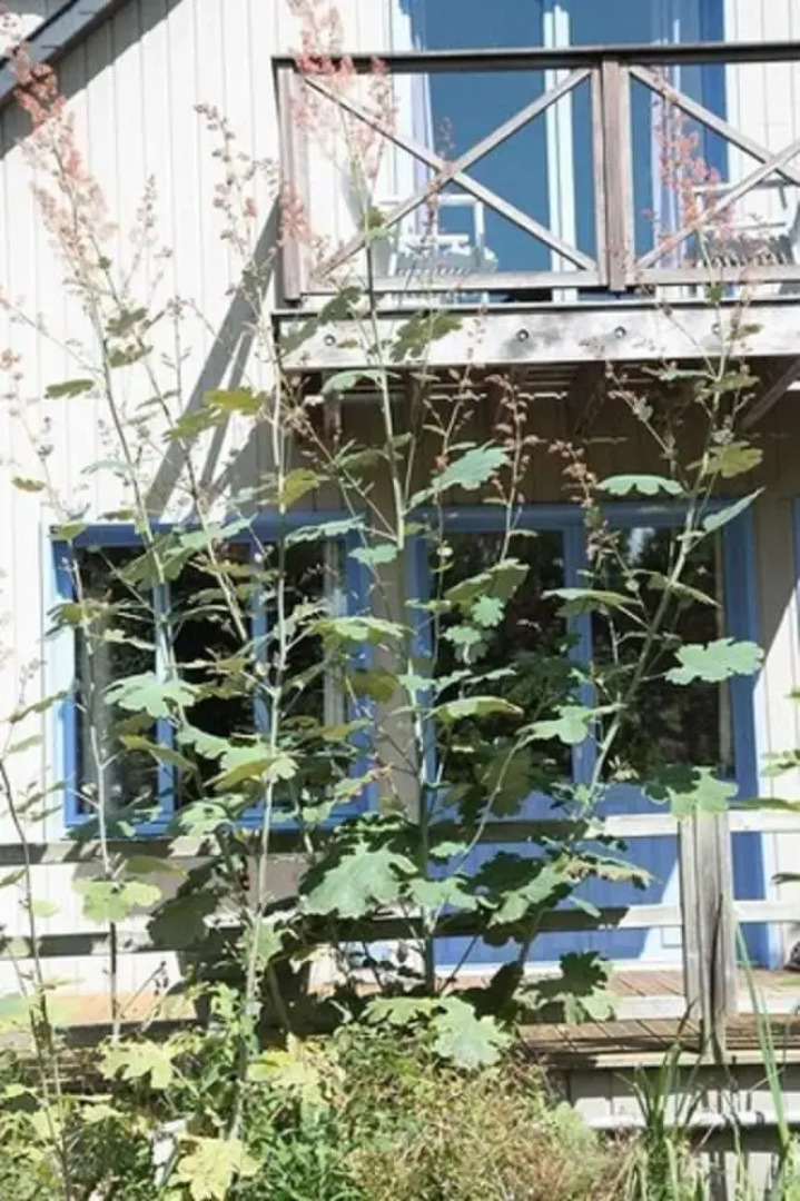 Le Jardin de Coramille