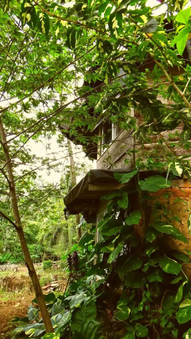Rural Jungle Backpackers Hostel