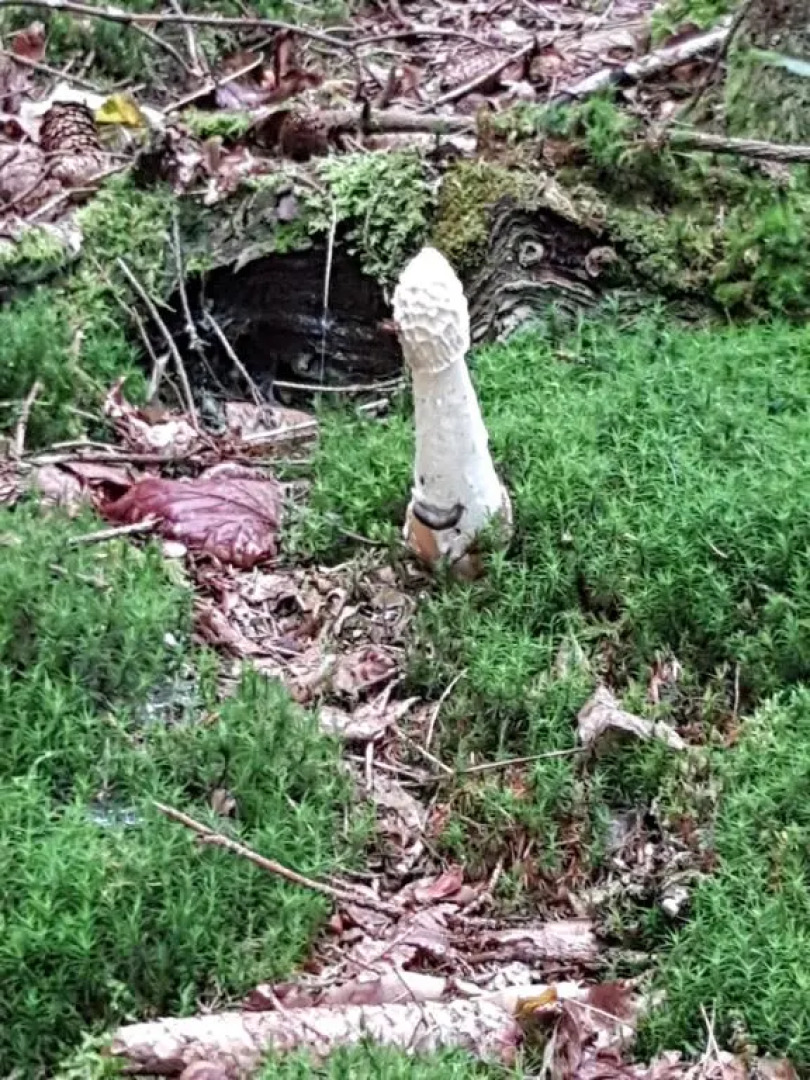 La petite romantique