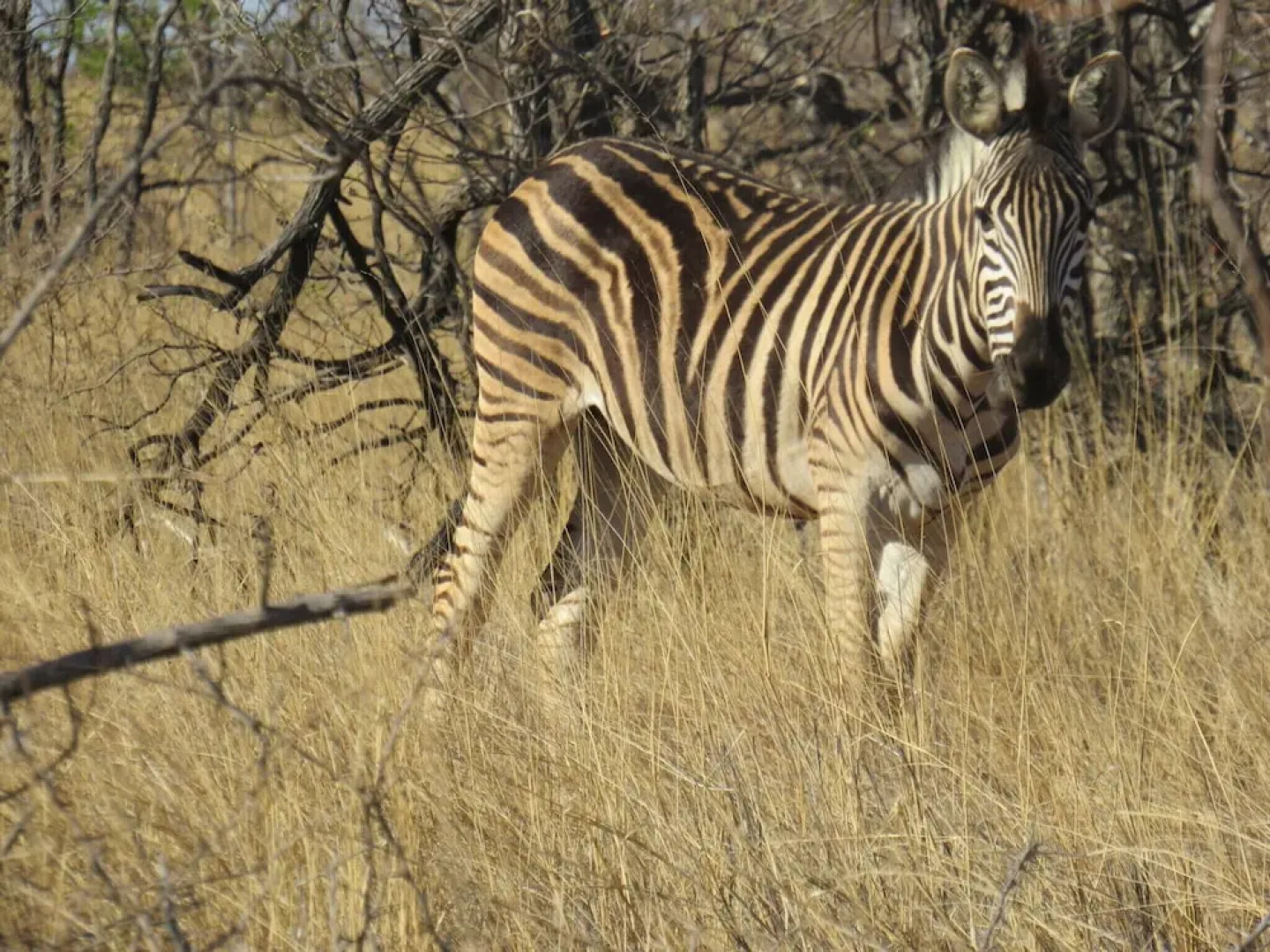 The Baobab Bush Lodge