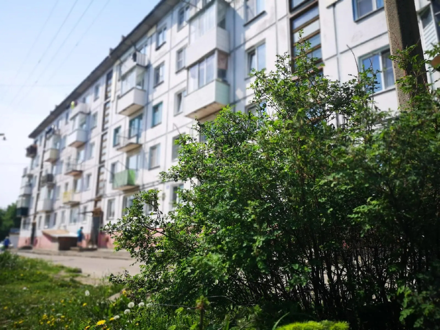 Калина на улице Кирова 18