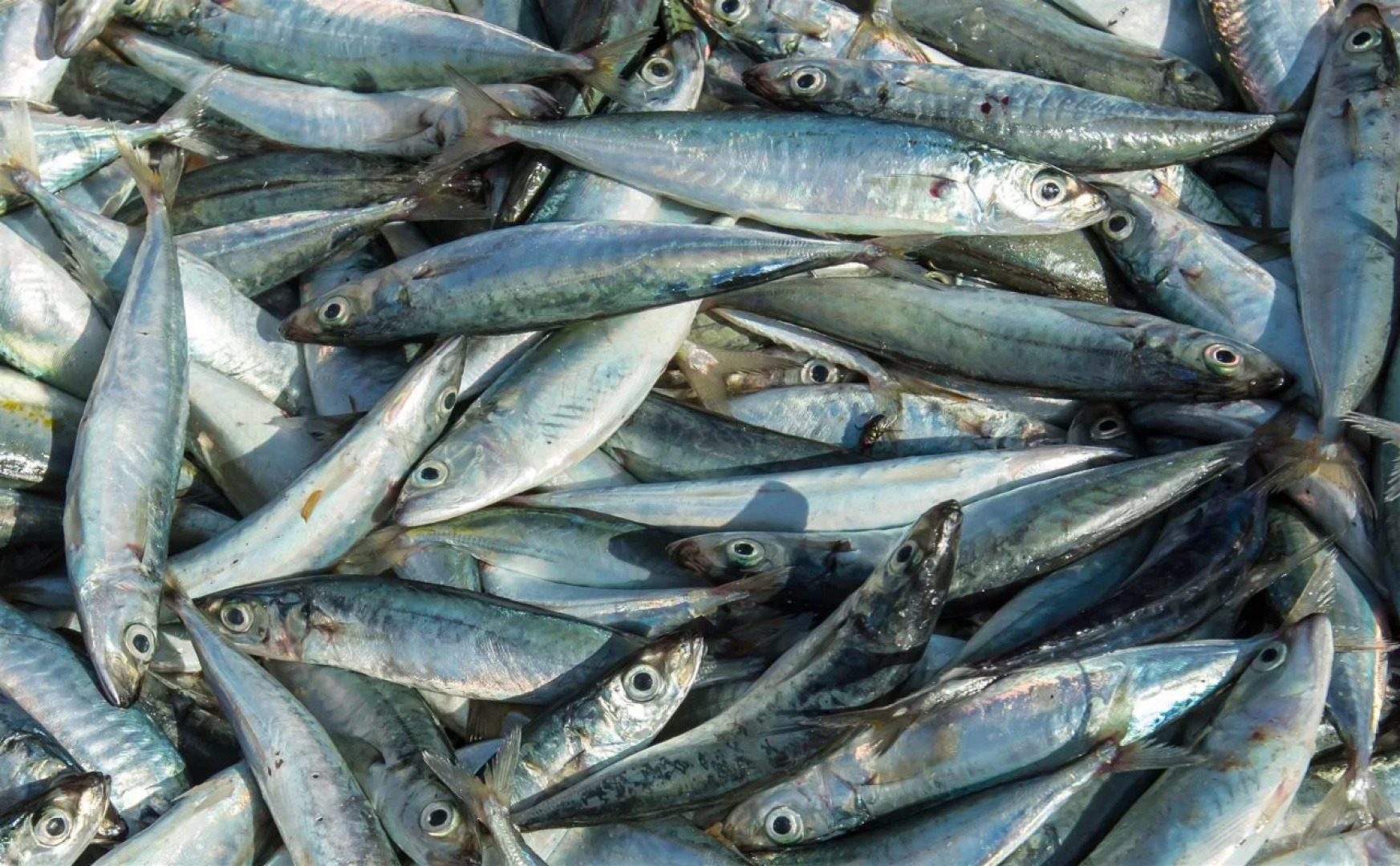 Surya Kencana Seaside Hotel