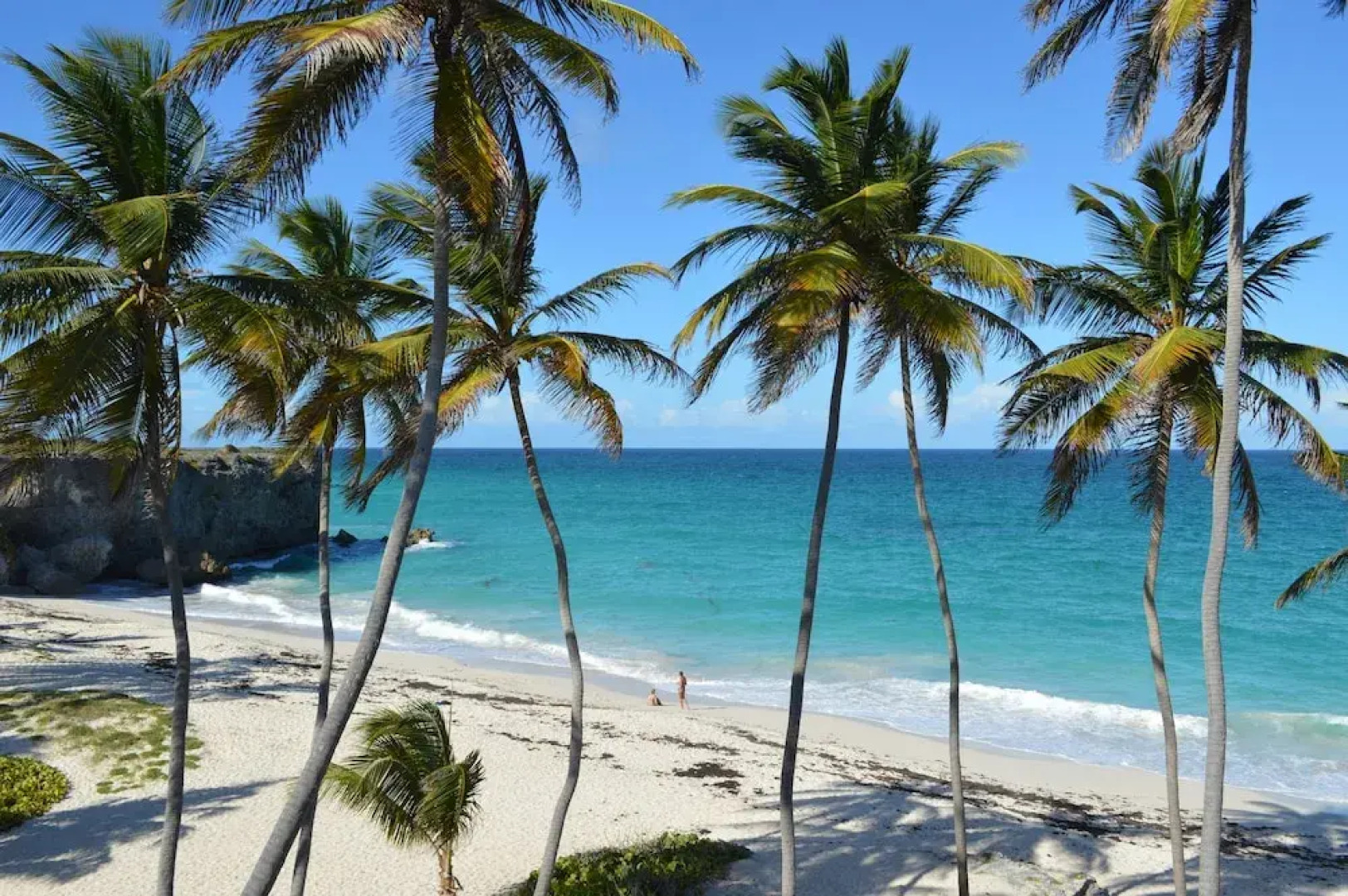 Tropical Gecko Studio