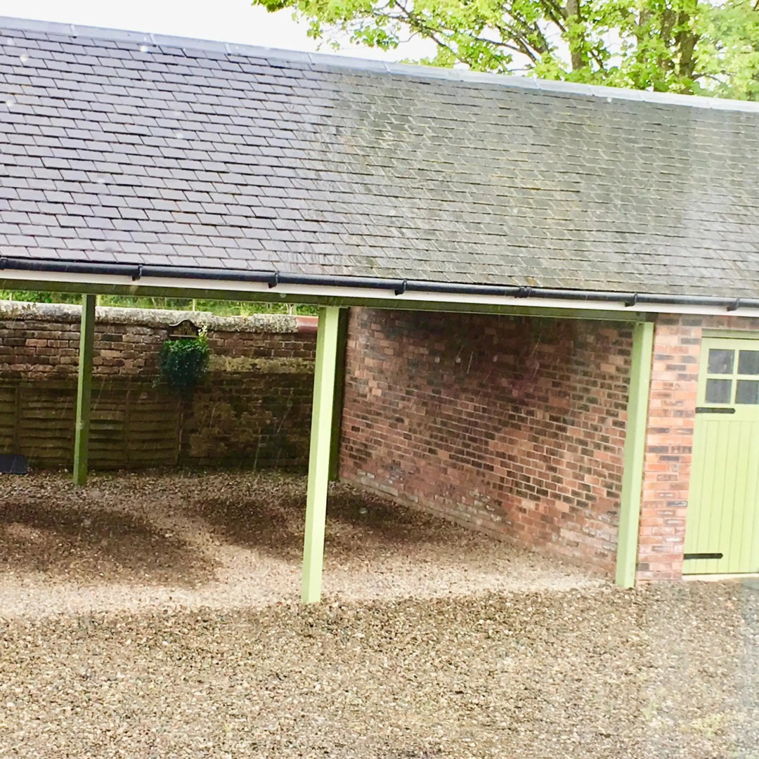 The Little Beech Tree