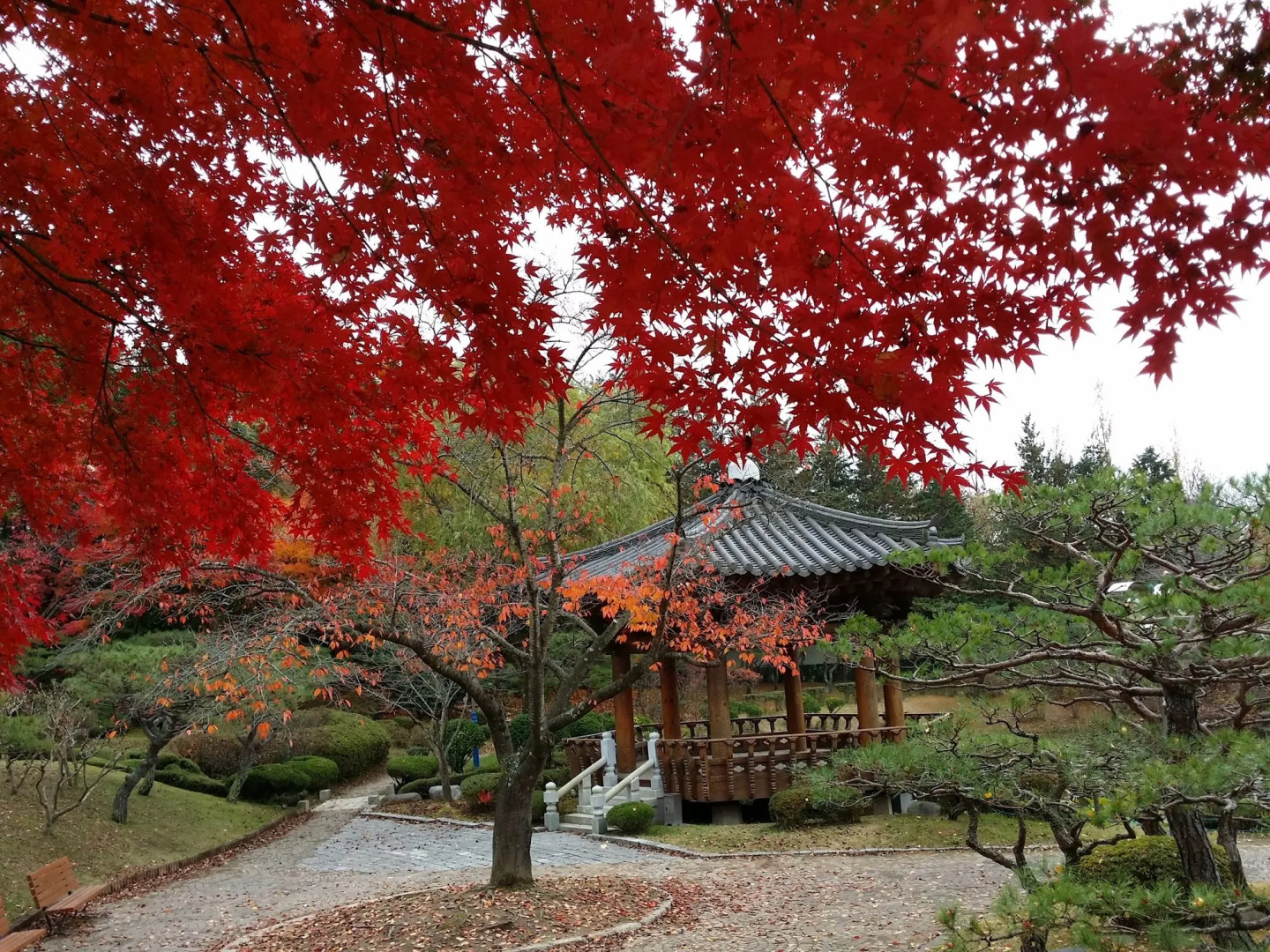 Bellus Rose Pension Hotel