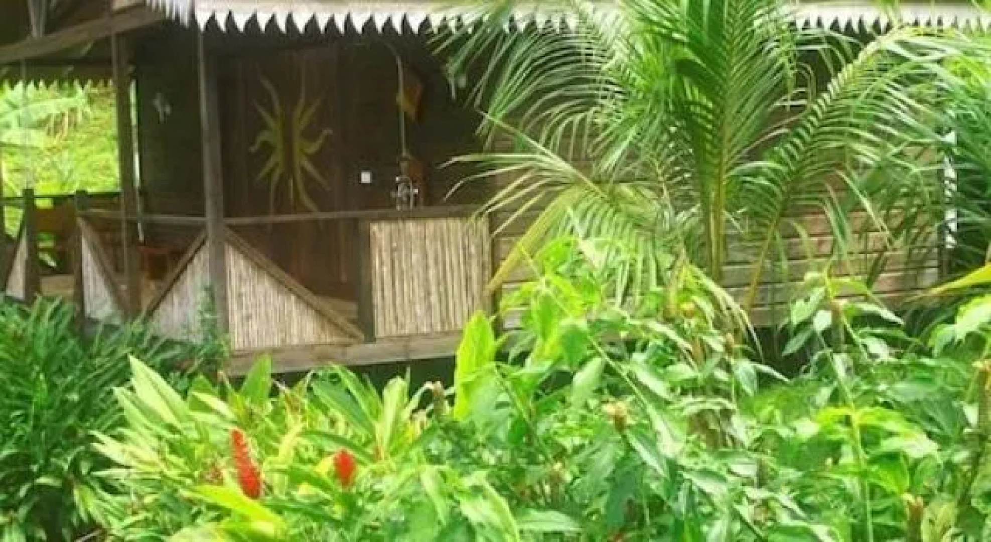 Liberty Jungle