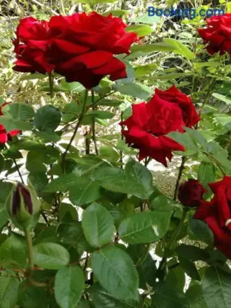 Valencia Grove Villa