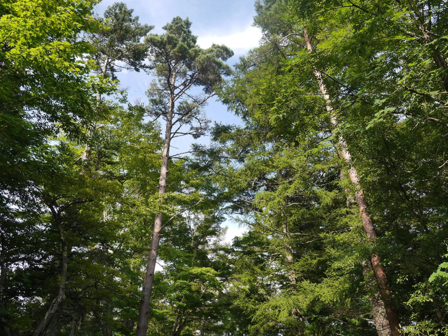 Yamanakako-Asahigaoka-Onsen Hotel Seikei