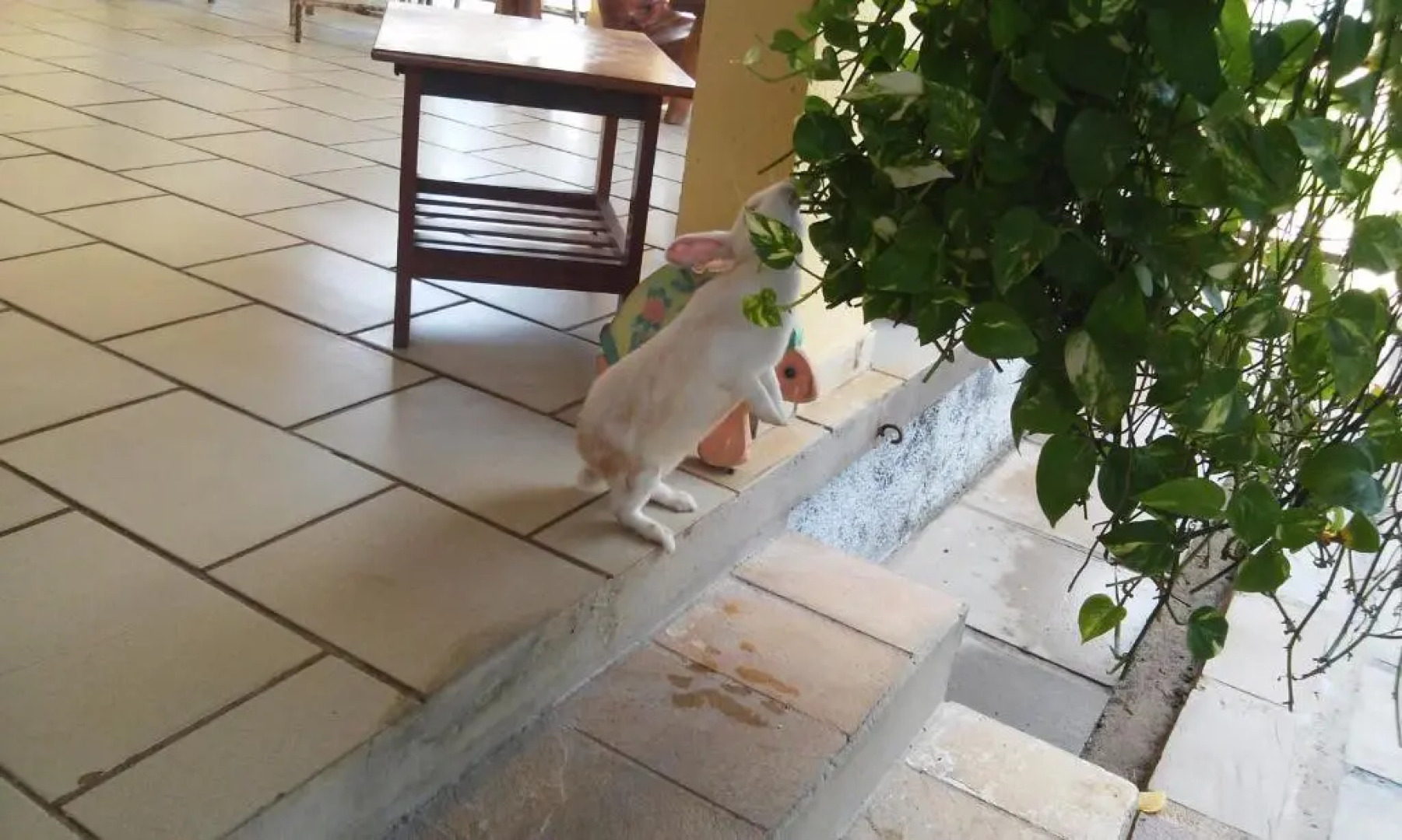 Pousada Vivenda Oriente