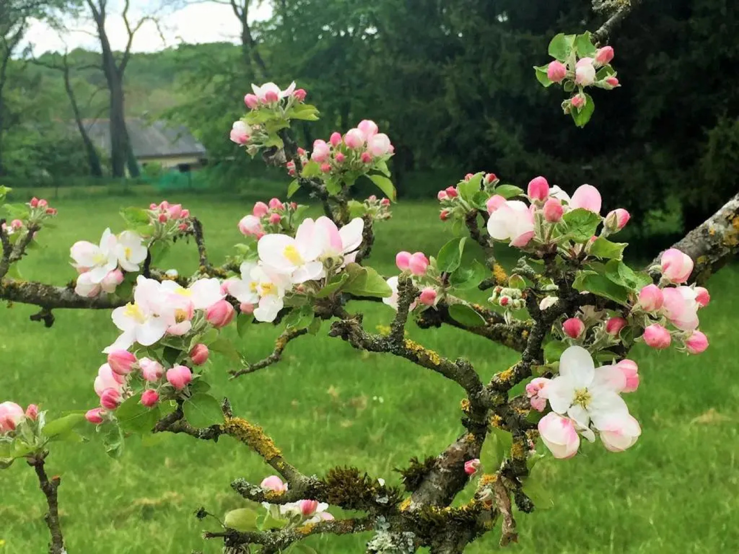 Manoir de la Rémonière