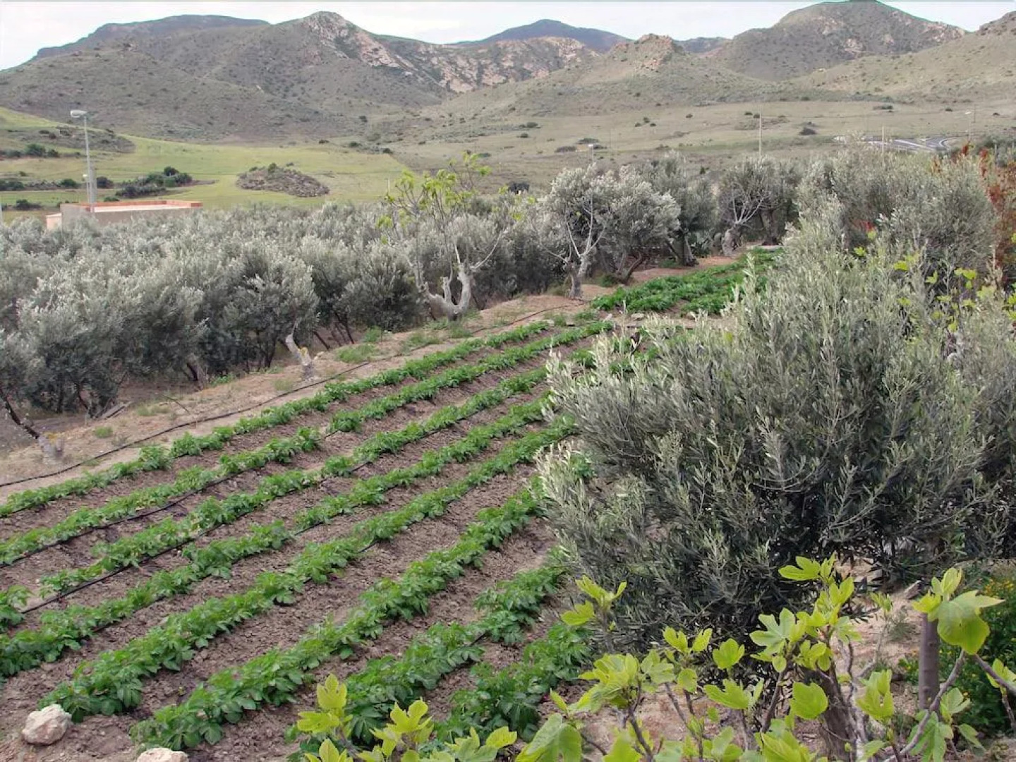 Los Palmitos Hospedería Rural