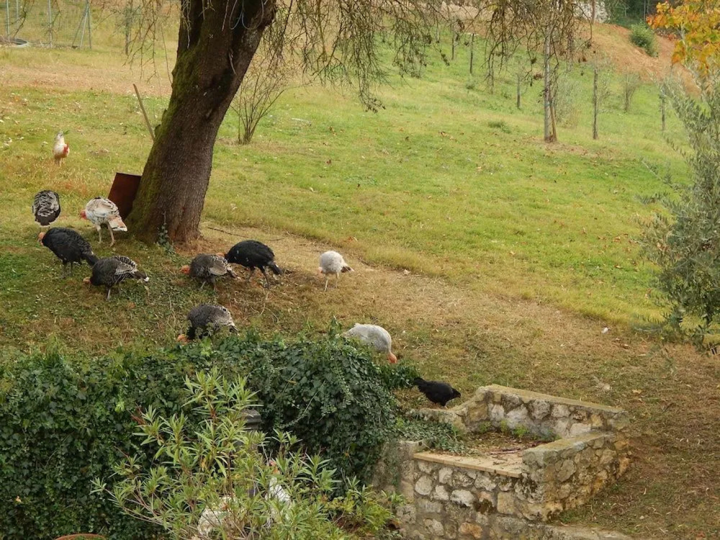 El Pavejo Alloggio e Colazione
