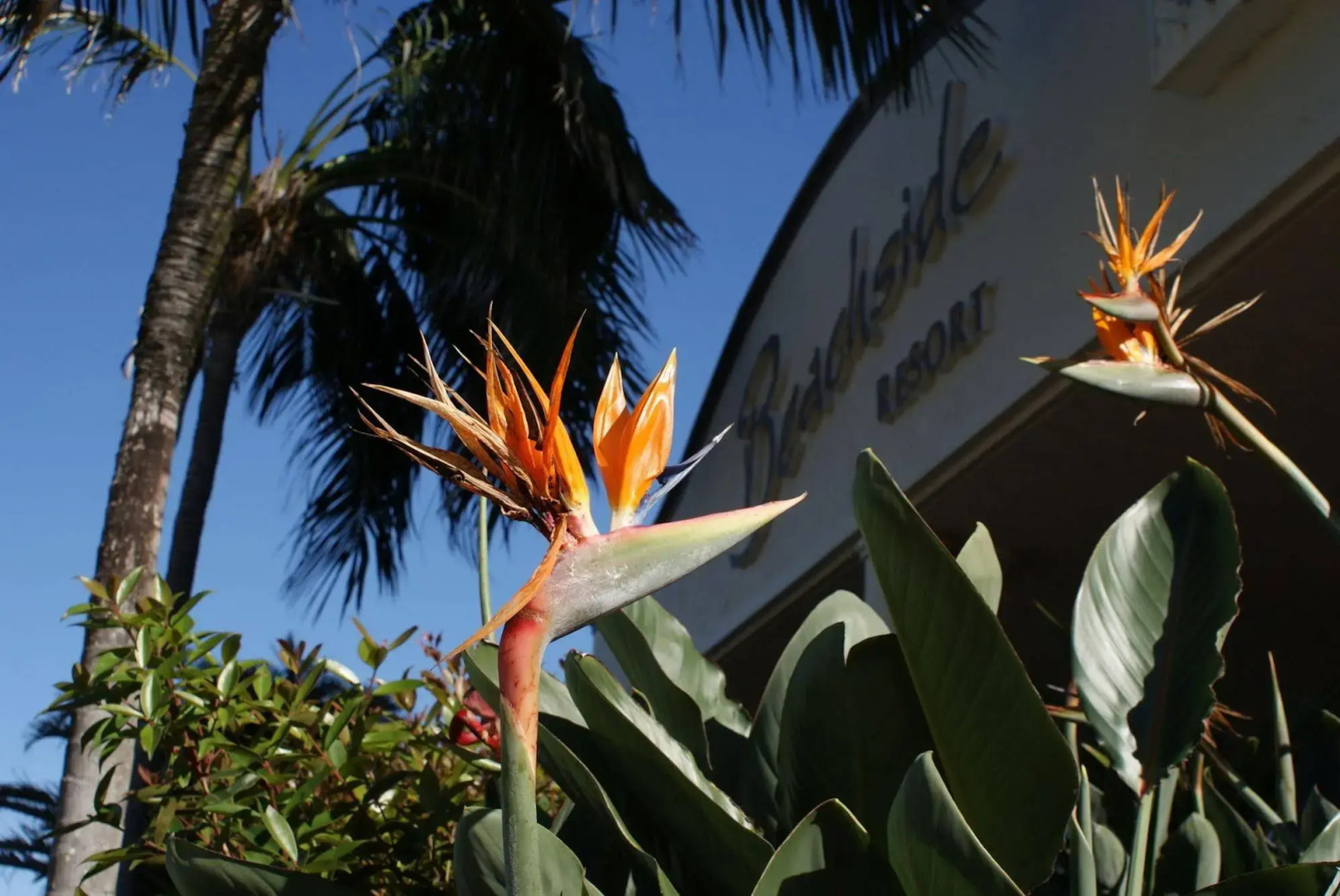 Beachside Resort - Kawana Waters