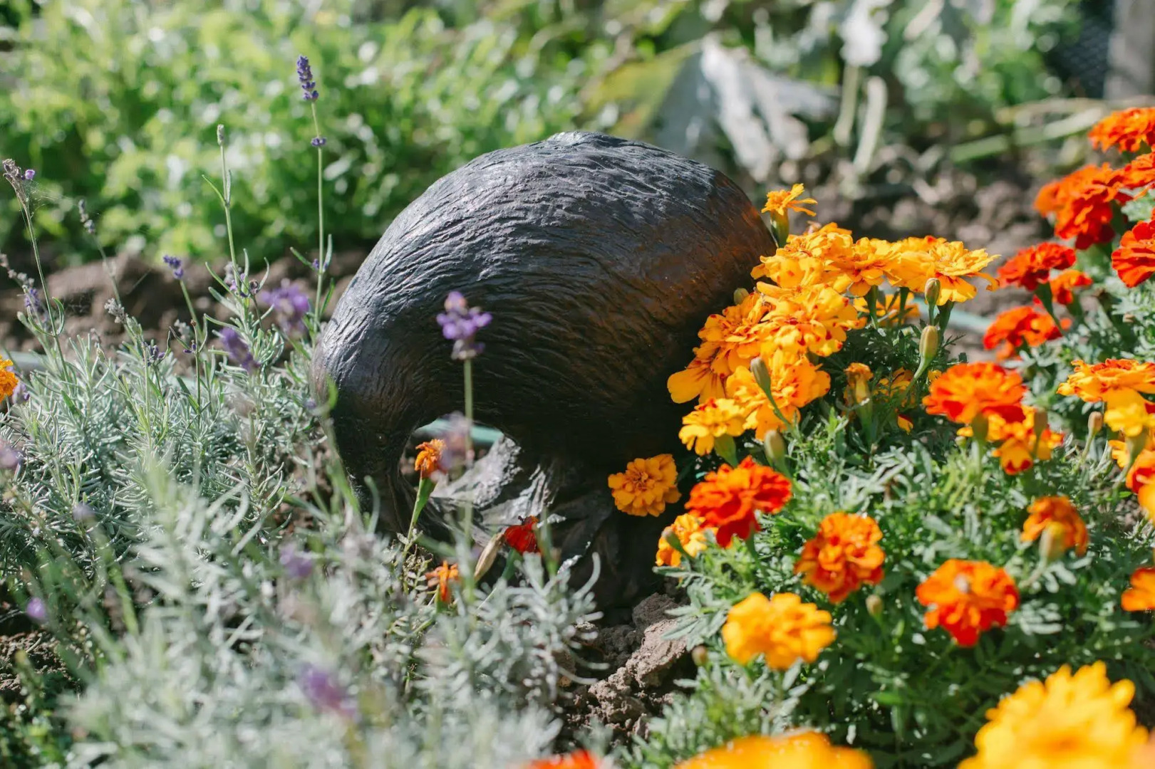 Tangiaro Kiwi Retreat