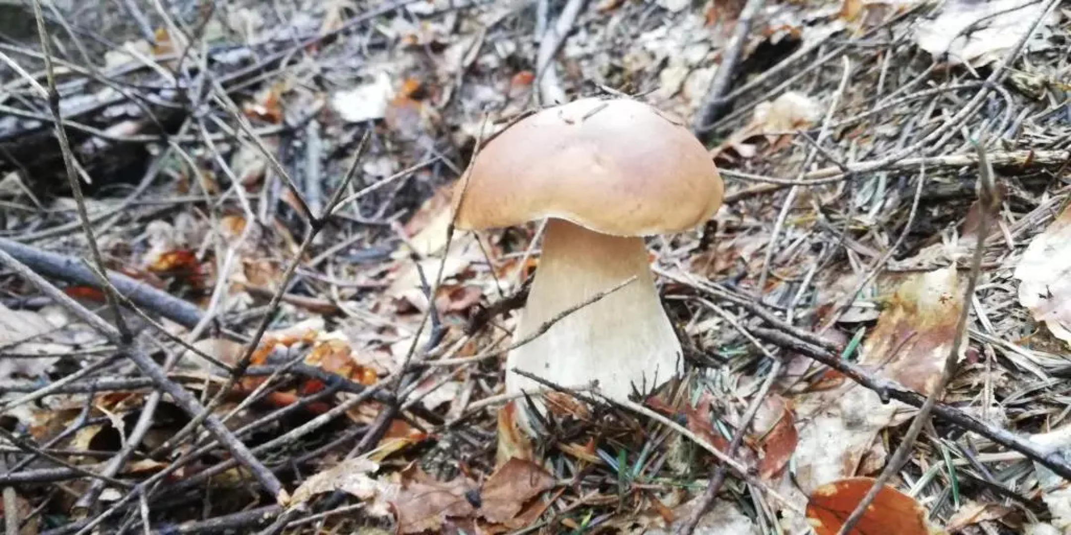 Chata drewniana Stefanówka