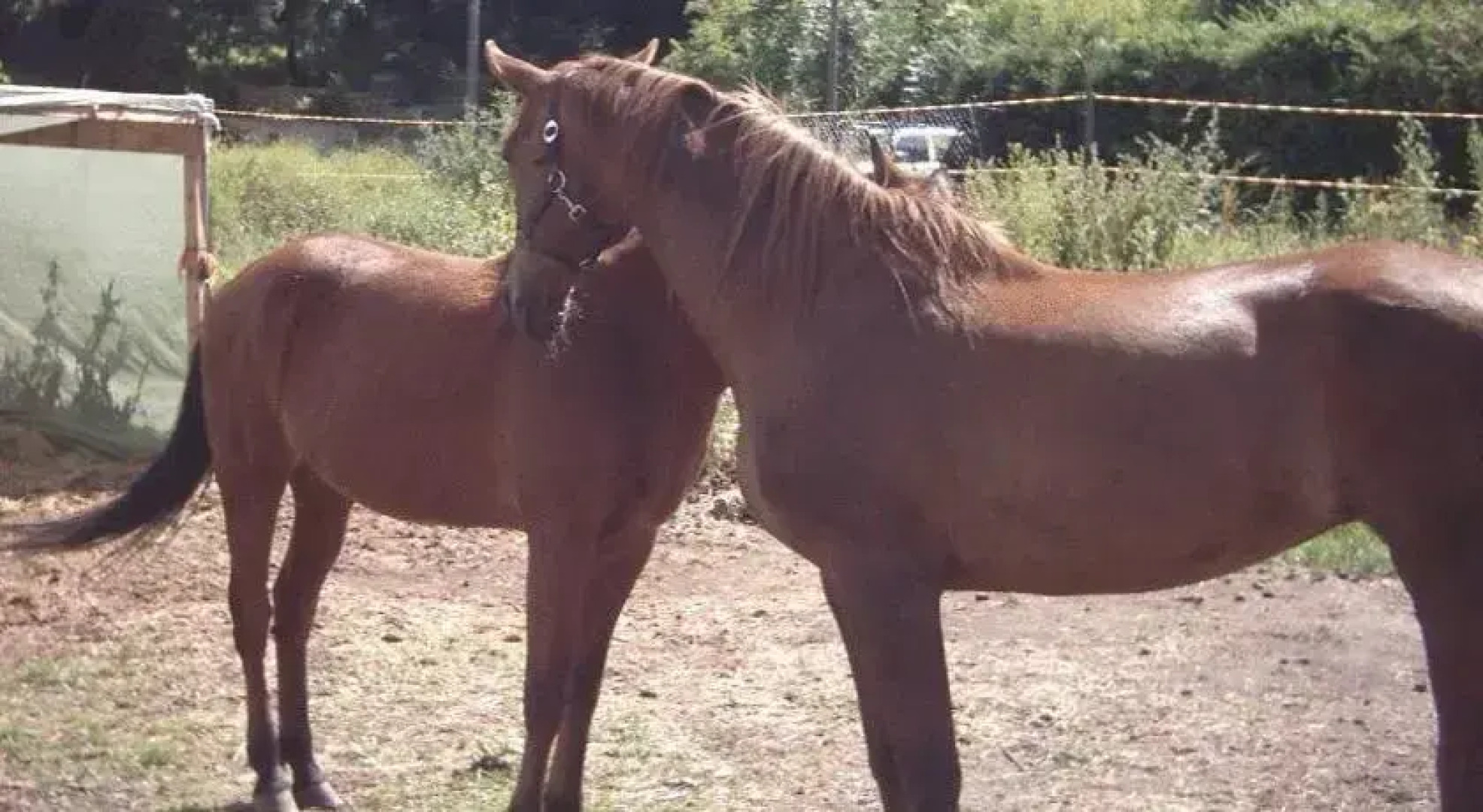 Pferdehotel Gutshaus Volkmaritz