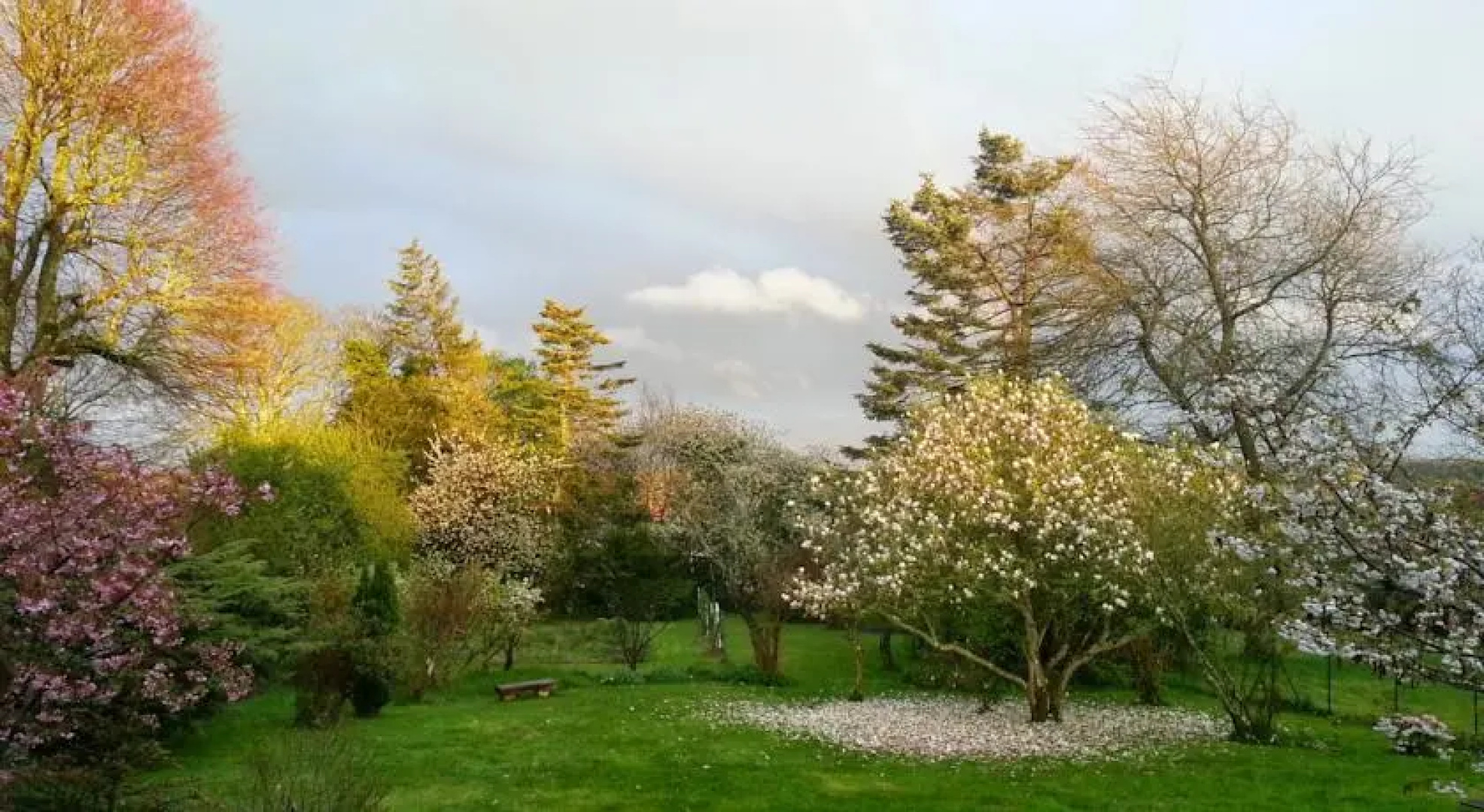 Le Magnolia