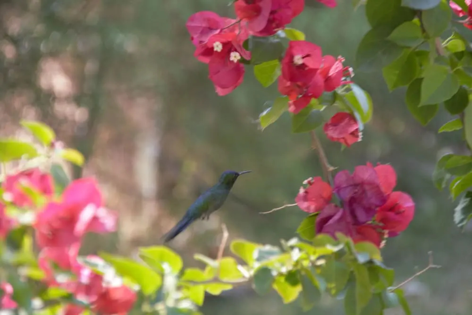 Pousada Estação das Flores