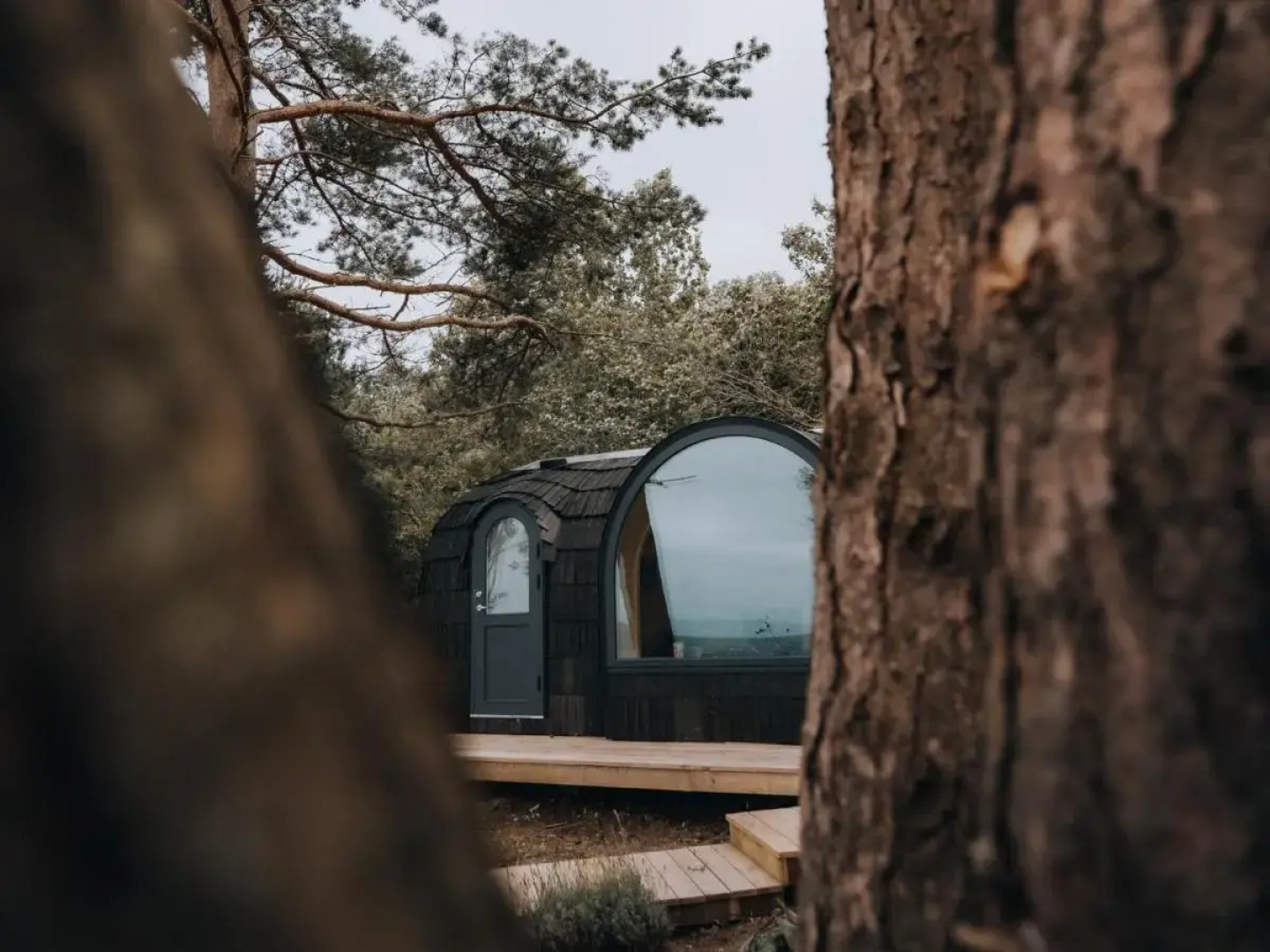 The Forest at Mount Congreve Gardens