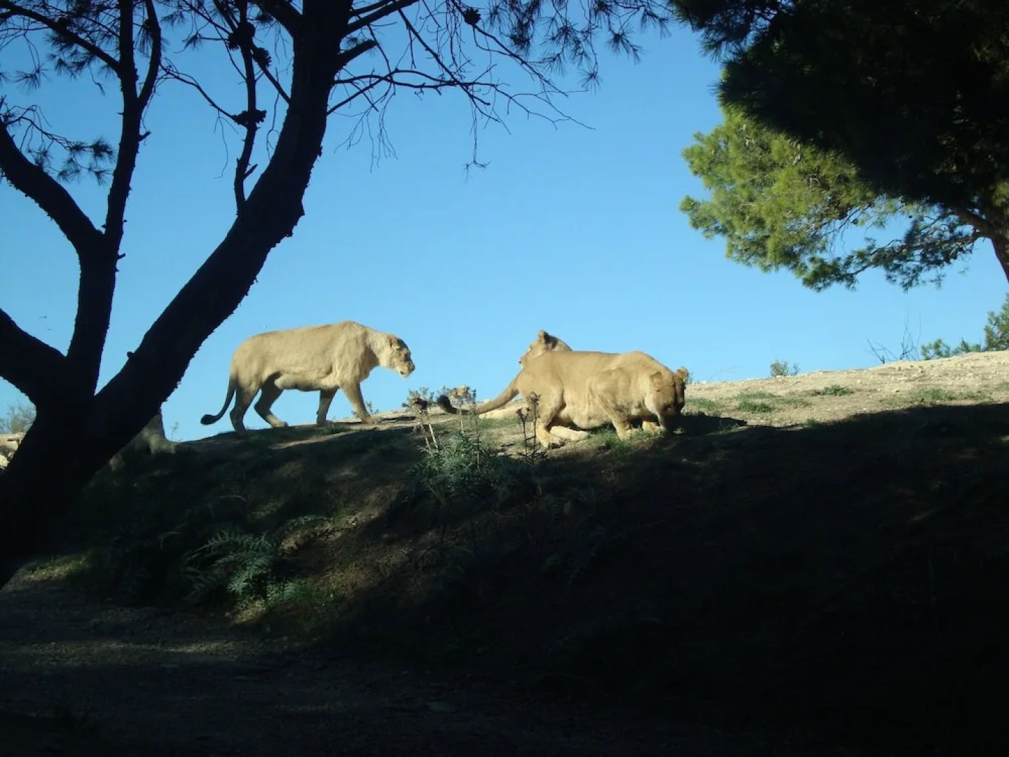 Mobil-home sandilou 186 – Camping Ensoya Tohapi