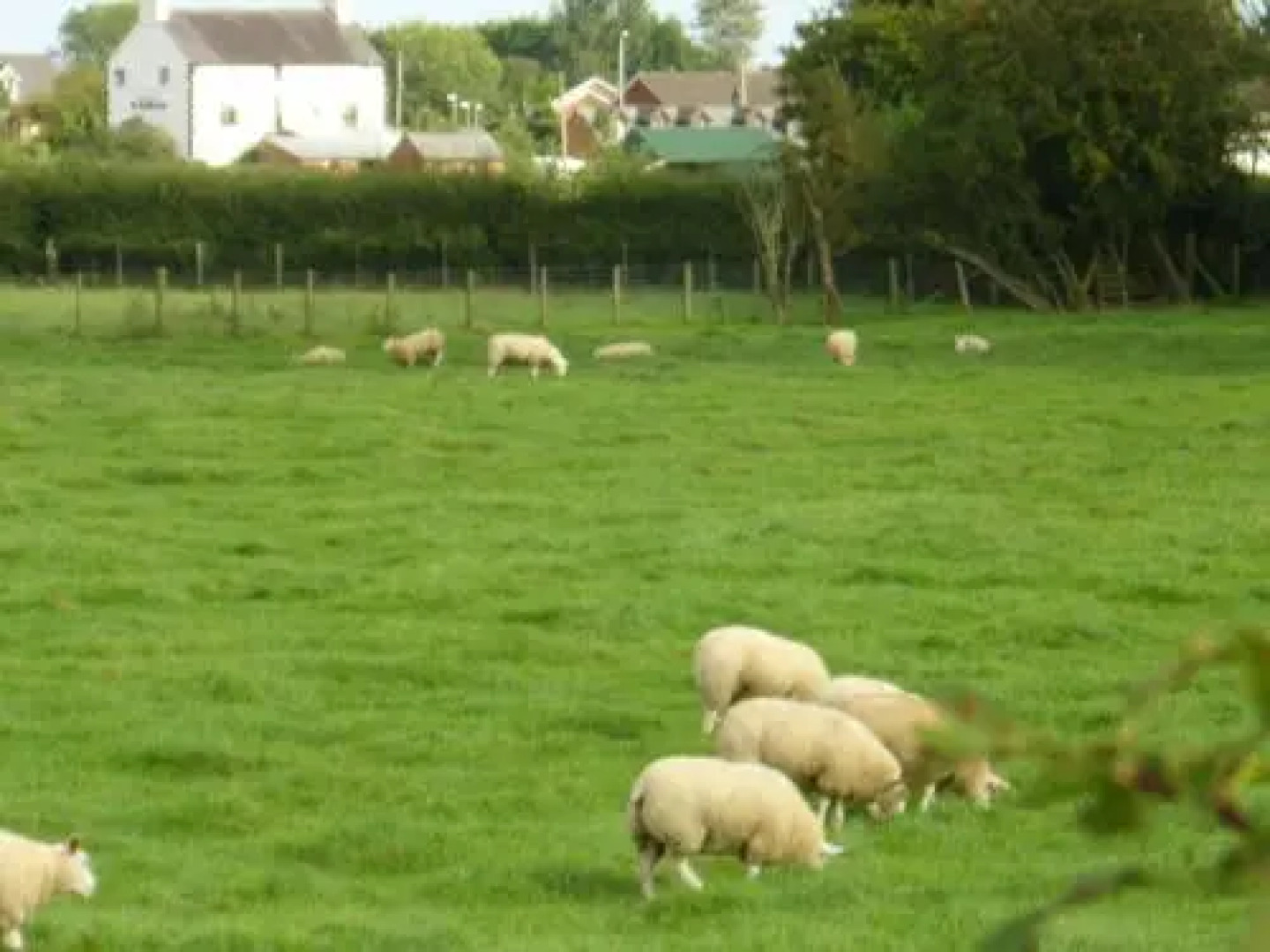 The Golden Lion Hotel