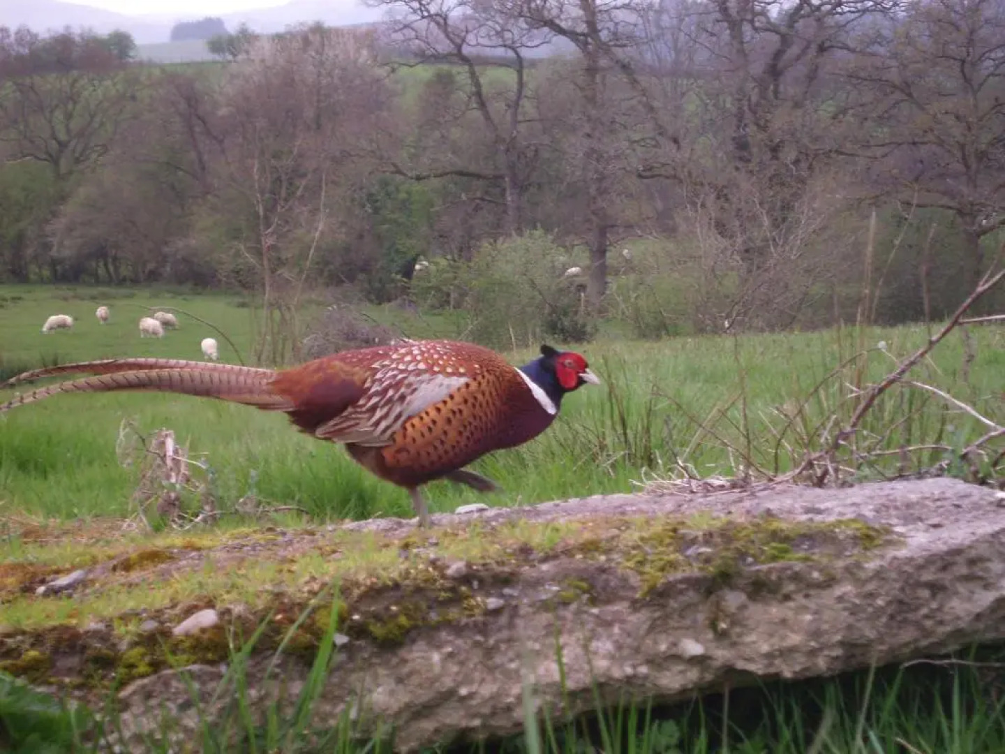 Smithfield Farm Bed & Breakfast Accommodation B&B
