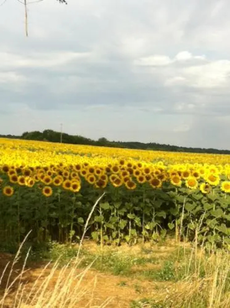 La Chouette Qui Chante