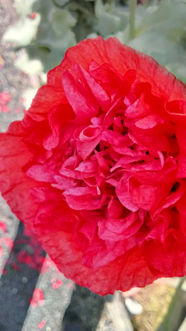 The Crays Accommodation