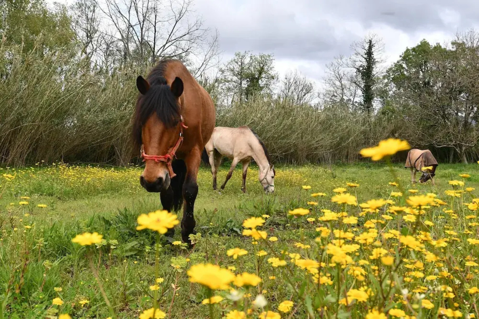 Bed and Breakfast Equitare Rural