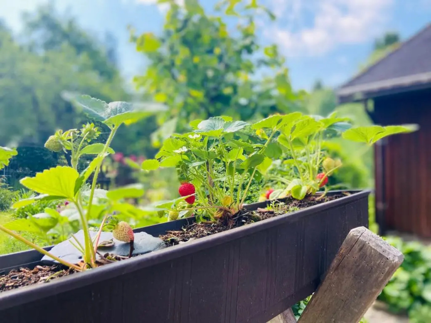 Ferienhof Alte Wildmeisterei - Fewo Gartenblick