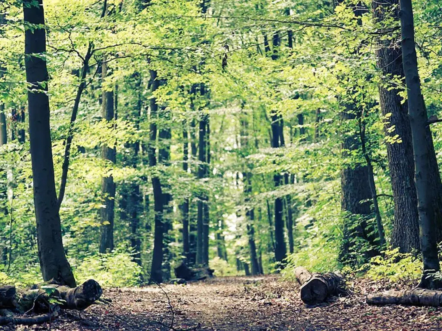 ibis budget Haguenau