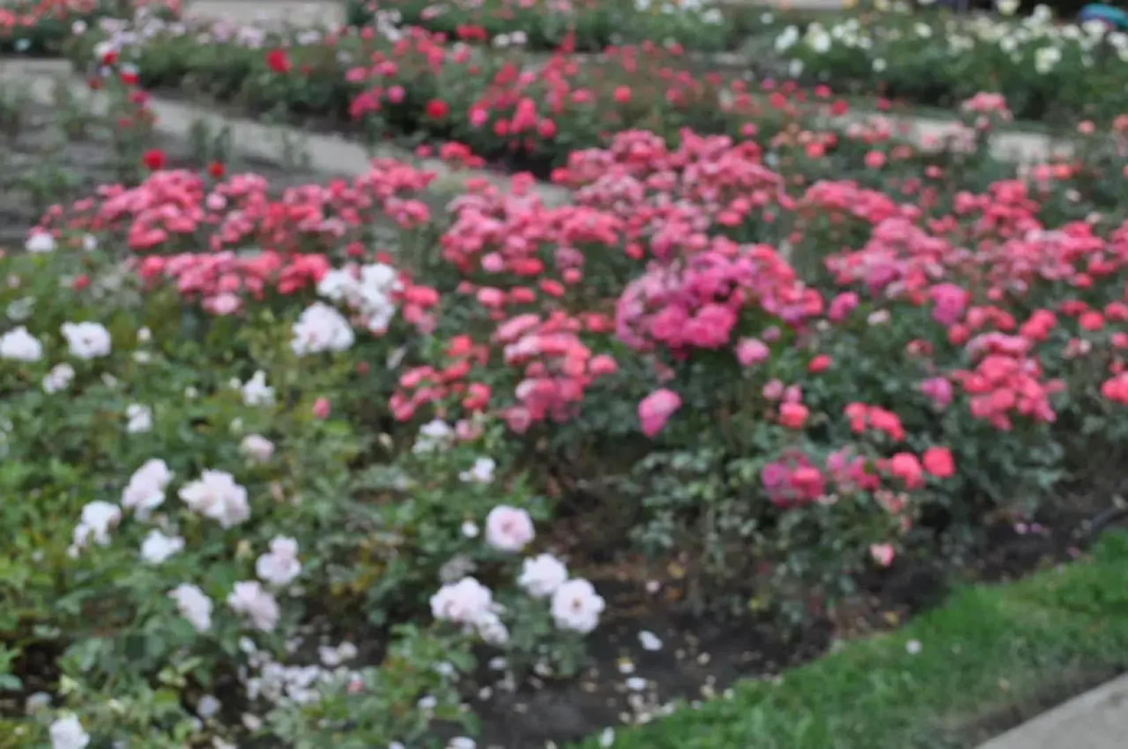 Willa Pod Starymi Lipami