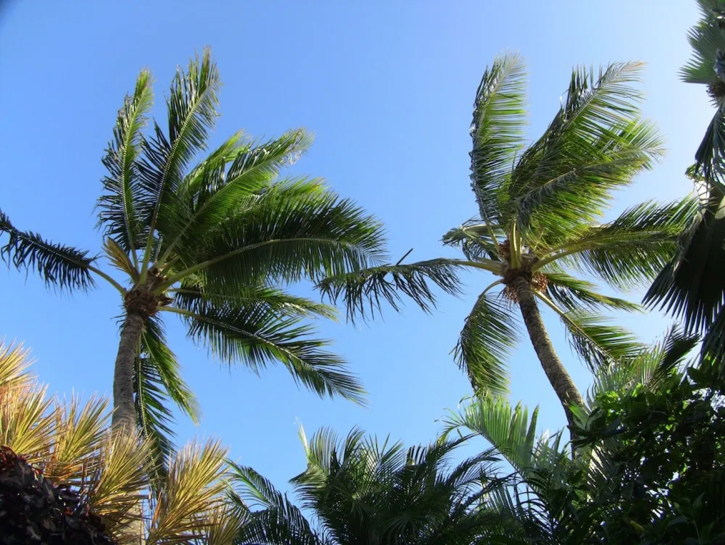 Haleiwa Sunshine 3 Bedroom Home