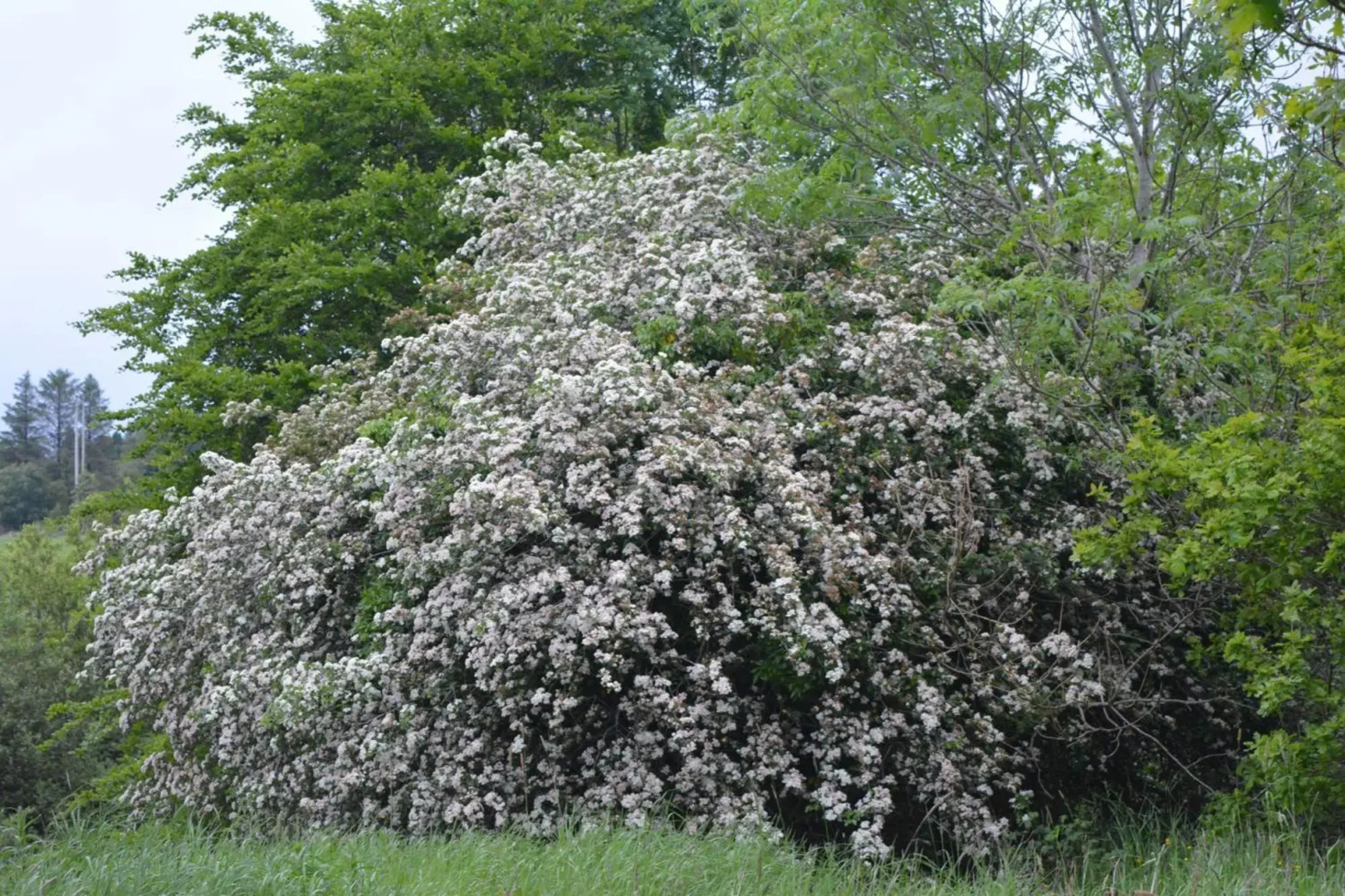 The Courtyard, Castle Dargan
