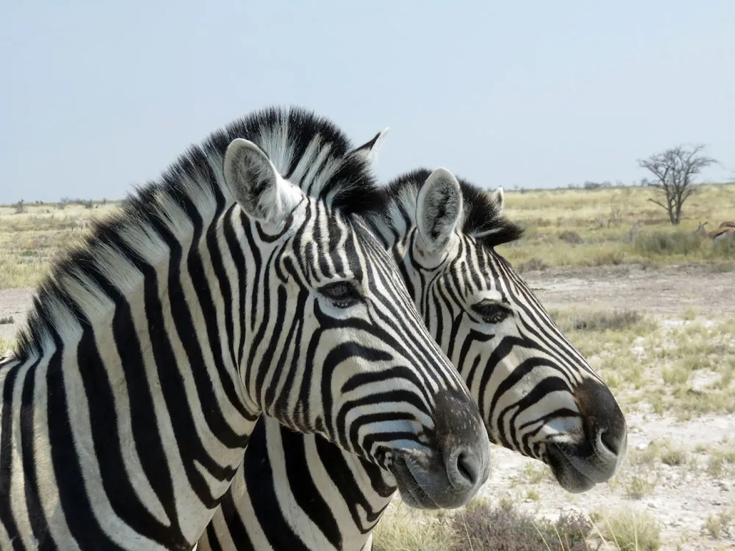 Etosha Safari Camping2Go